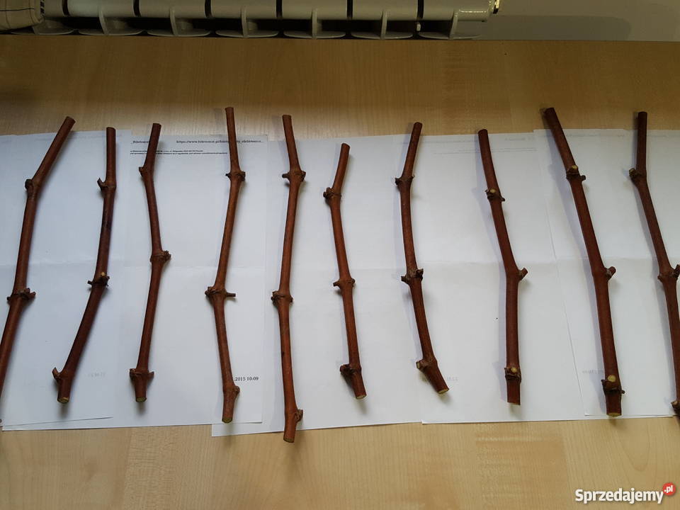 Sadzonki Sztobry winorośli Seyval Blanc Skawina