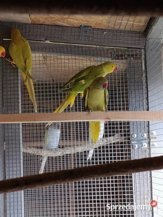 Aleksandrety obrożne głowa ogon Grodzisk Wielkopolski