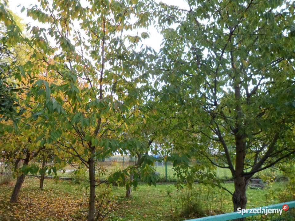 Dom Wolnostojący 90m2 z działką 014ha piwnica Kozłowo
