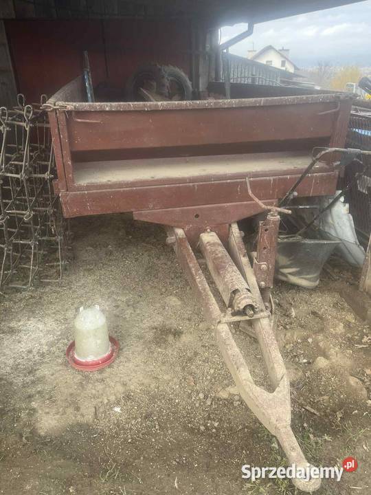 Rozrzutnik obornik małopolskie Stary Sącz