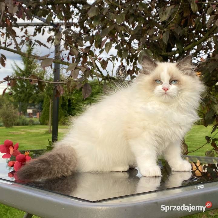 Gotowe do odbioru Ragdoll FPL kastrat śląskie sprzedam