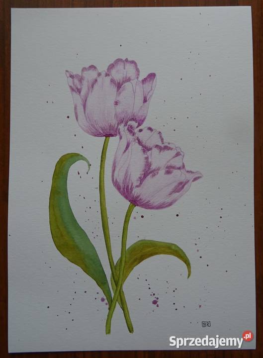 Akwarela Akwarelka Obraz pt Tulipany