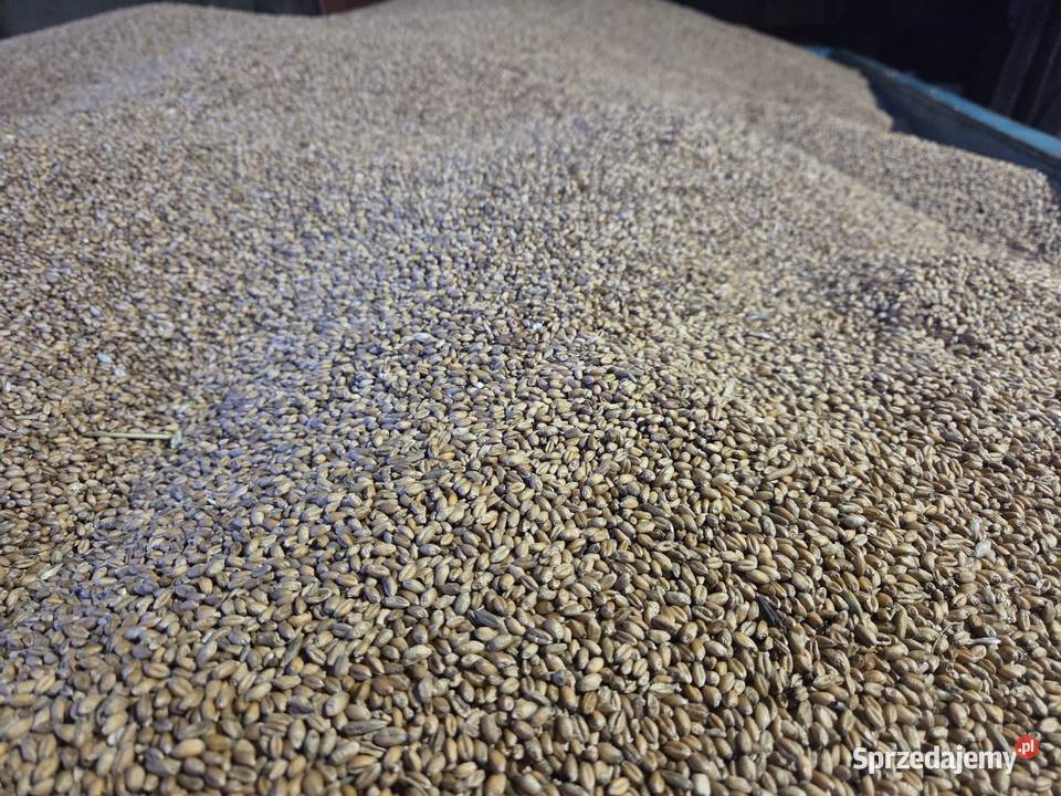 Zboże pszenica wąsatka Tarnowska Wola