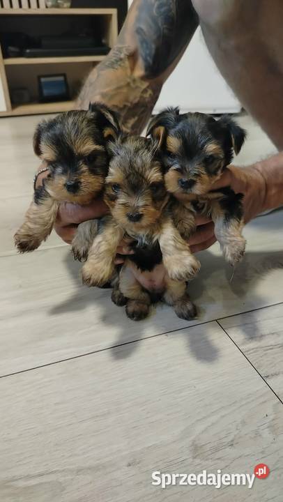 Urocze Yorkshire terrier Miniaturki łódzkie Łódź sprzedam