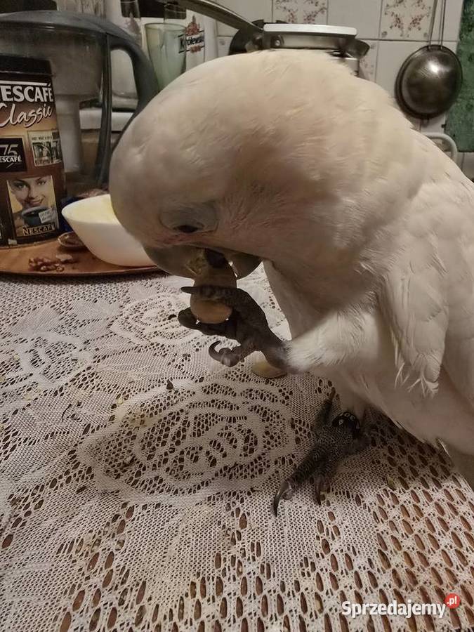 Kakadu Samiczka mazowieckie Warszawa sprzedam