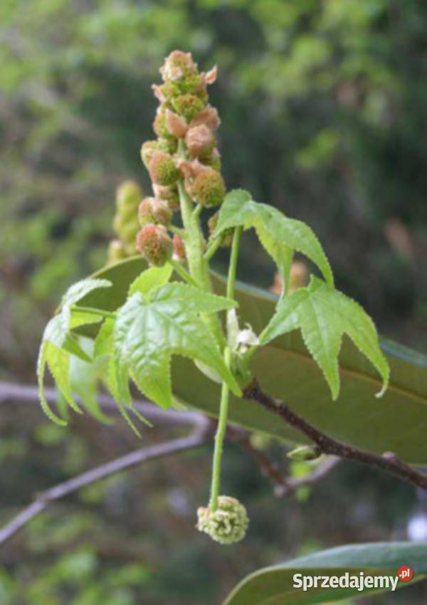 AMBROWIEC AMERYKAŃSKI Liquidambar styraciflua Nasiona Lubanie