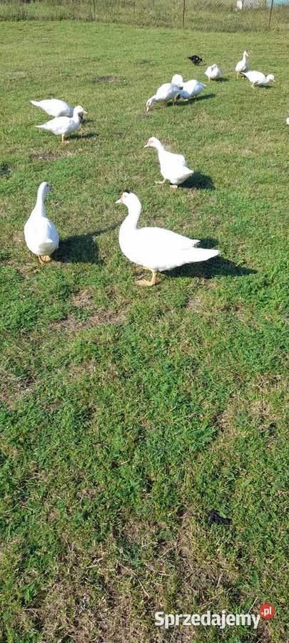 Kaczki francuskie Płużniczka
