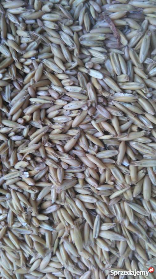 Owies Bingo Bukowa sprzedam