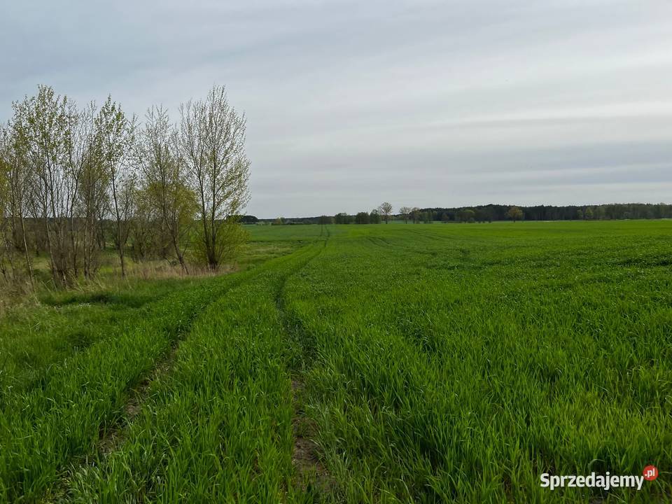 Działka drodze asfaltowej Kolsko