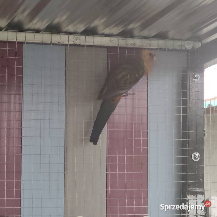 Papuga rozella Osieczna