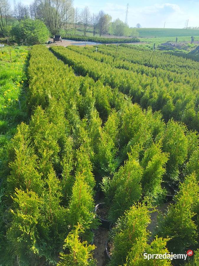 Tuja szmaragd 60 doniczka c2 Iglaste kujawsko-pomorskie Grudziądz