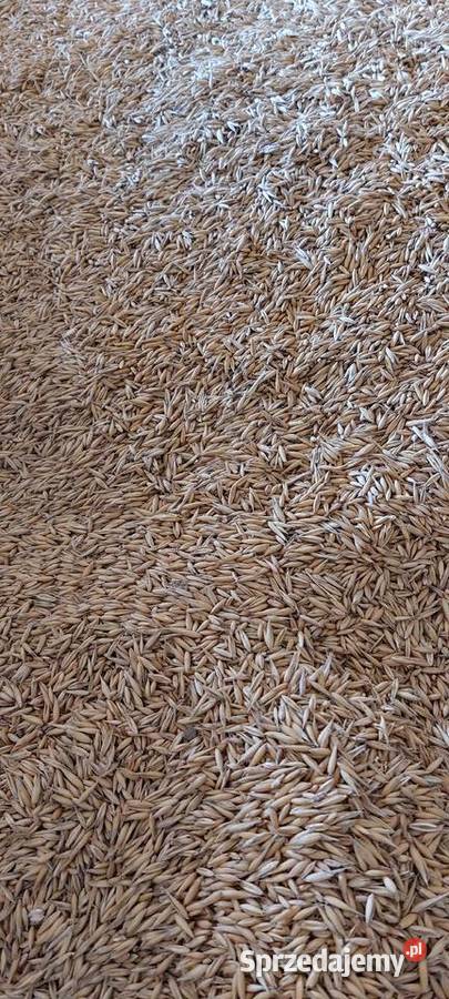 Sprzedam owies jeczmien jary i pszenice Małec sprzedam