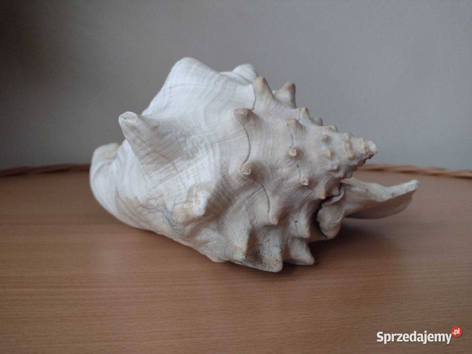 Akwarium muszla morska 235 Akwarystyka Warszawa