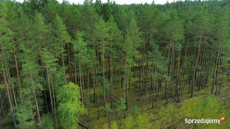 Sprzedam działkę leśną z grutem Motyl