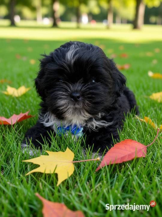 Ostatni piesek rasy ShihTzu czarny