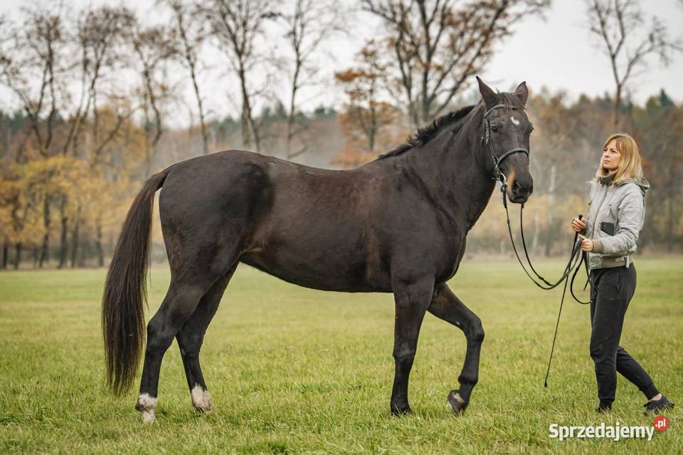 Klacz Wlkp ksiega główna opolskie Kamień Śląski