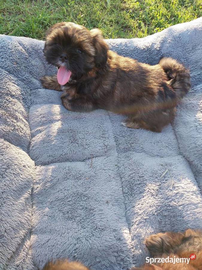 Shih tzu łódzkie Łódź