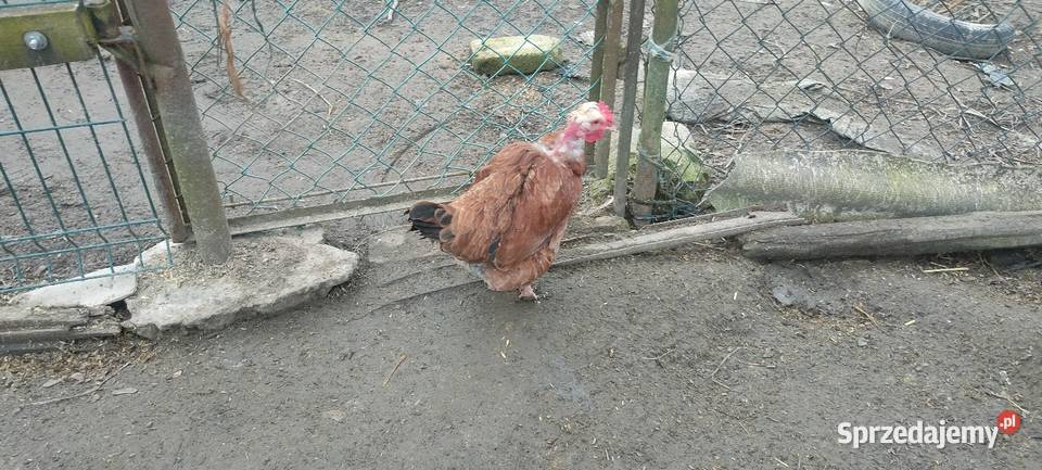 Sprzedam koguty Sobieska Wola Druga