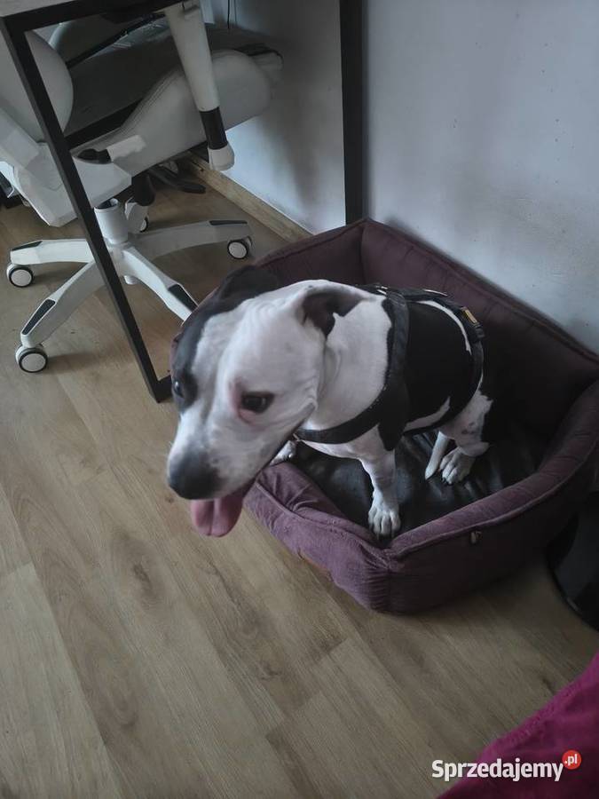 Suczka amstaff z rodowodem Jarocin