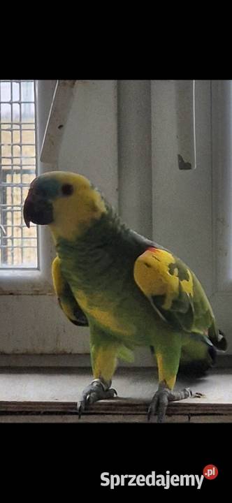 Papuga Amazonka Xanthopteryx Kęty sprzedam