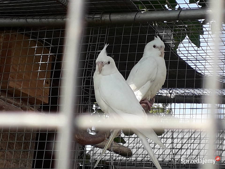 Nimfy i faliste Łopoń