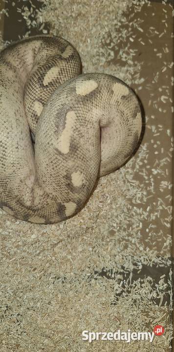 Pyton królewski samce