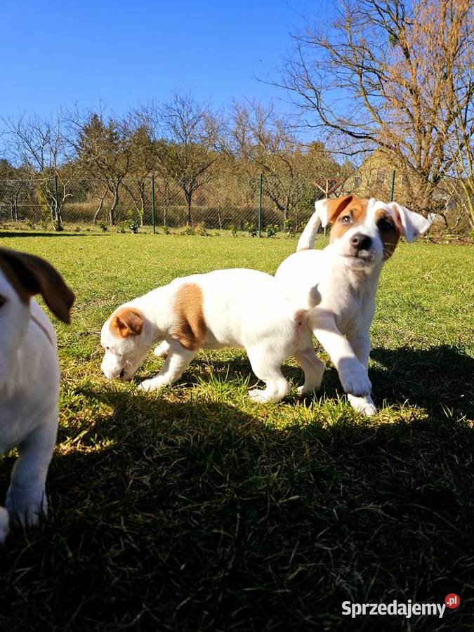 Jack Russell Terrier ZKwP piesek szczeniak lubuskie