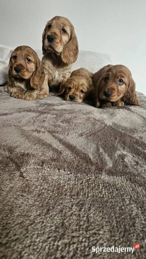 Cocker Spaniel szczeniaki Busko-Zdrój