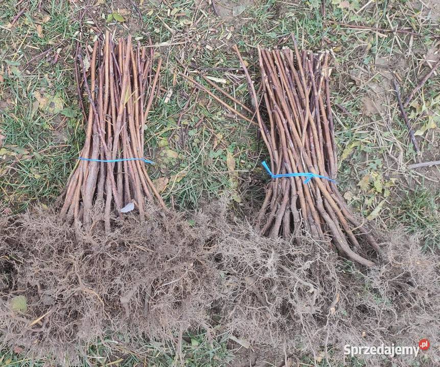 Sadzonki malin sprzedam