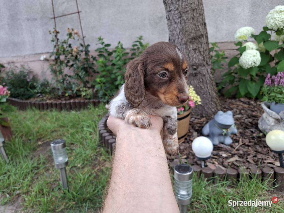 Jamnik długowłosy Piebald Brindle Choco Żychlin