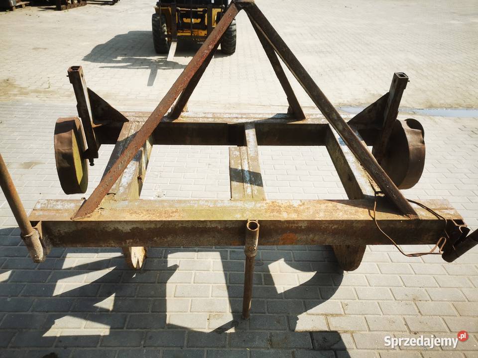 Głębosz 3 łapy Jarocin