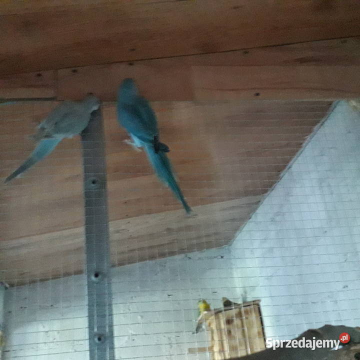 Papugi aleksandretta i rozella Chmielnik