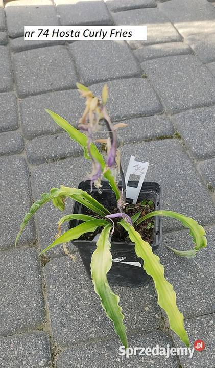 Hosty kwiaty do cienia