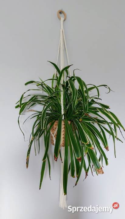 Kwietnik ze sznurka makrama Baranów