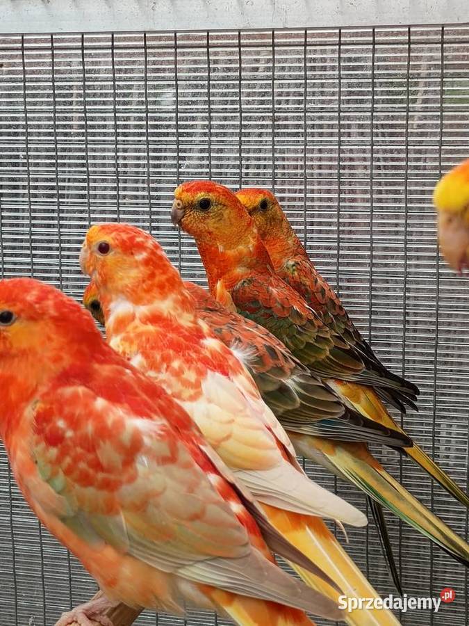 Świergotki Orange Kąty Wrocławskie