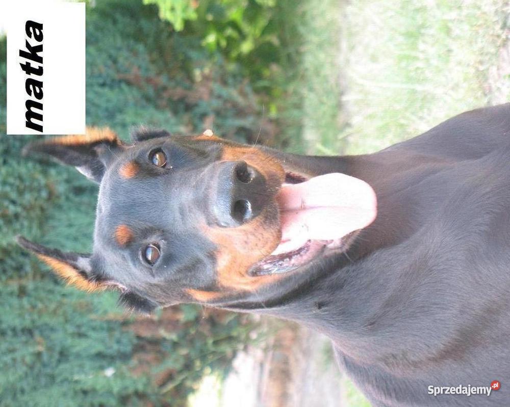 DOBERMAN SZCZENIAK MŁODE PIESEK SUKA SZCZENIAKI Zwierzęta Gierów