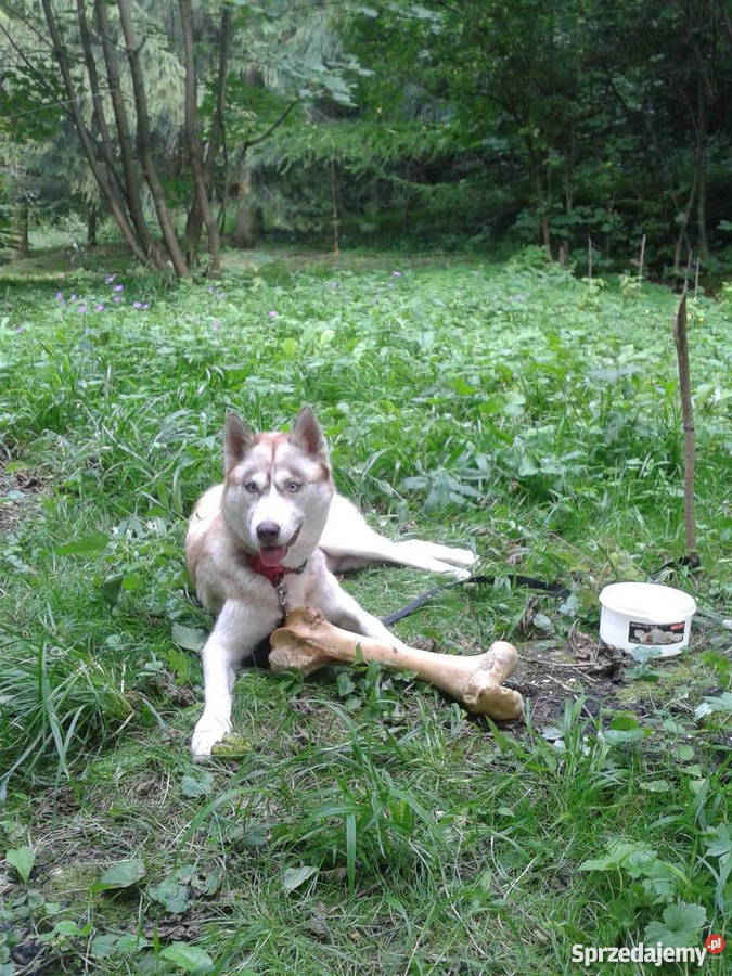 Mam o sprzedania husky mieszaniec Cieszyn