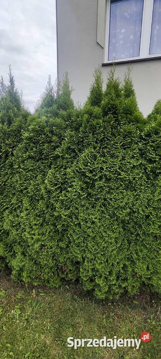 Thuja tuja cyprysy cyprys Chrzanów