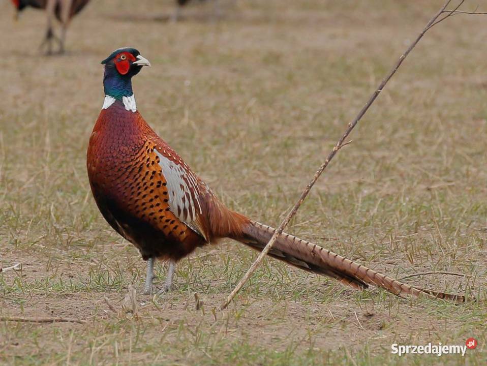 Bażant łowny polny