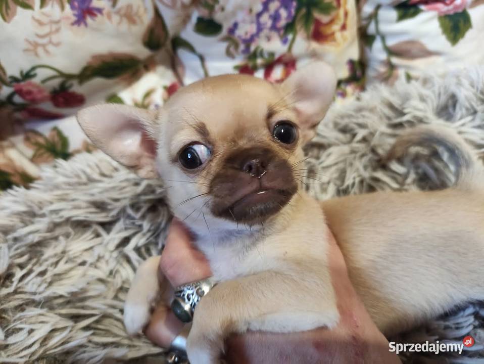 Cudnej urody mini suczka chihuahua Rodowód 4 Chihuahua świętokrzyskie Starachowice