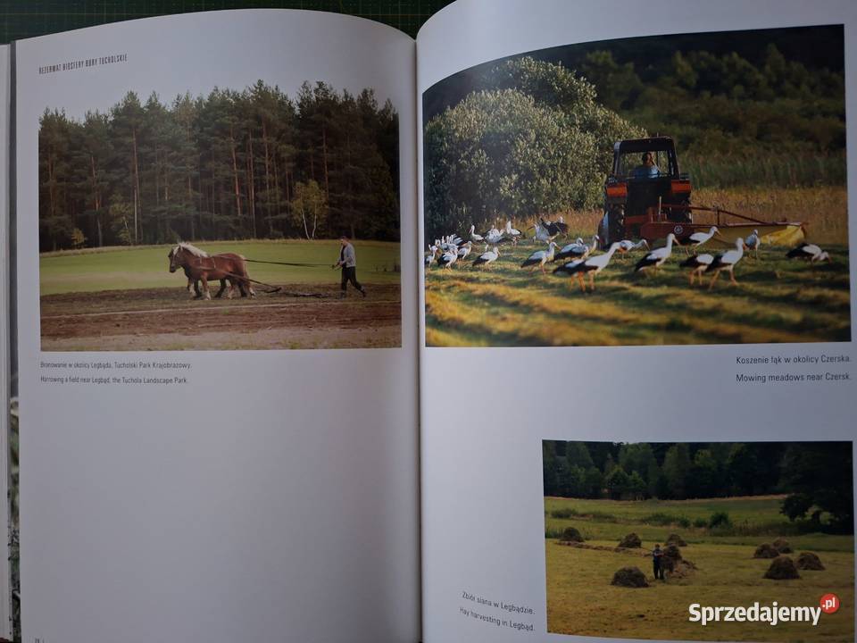 Bory Tucholskie rezerwat biosfery t II Człowiek Mapy i przewodniki małopolskie Kraków sprzedam