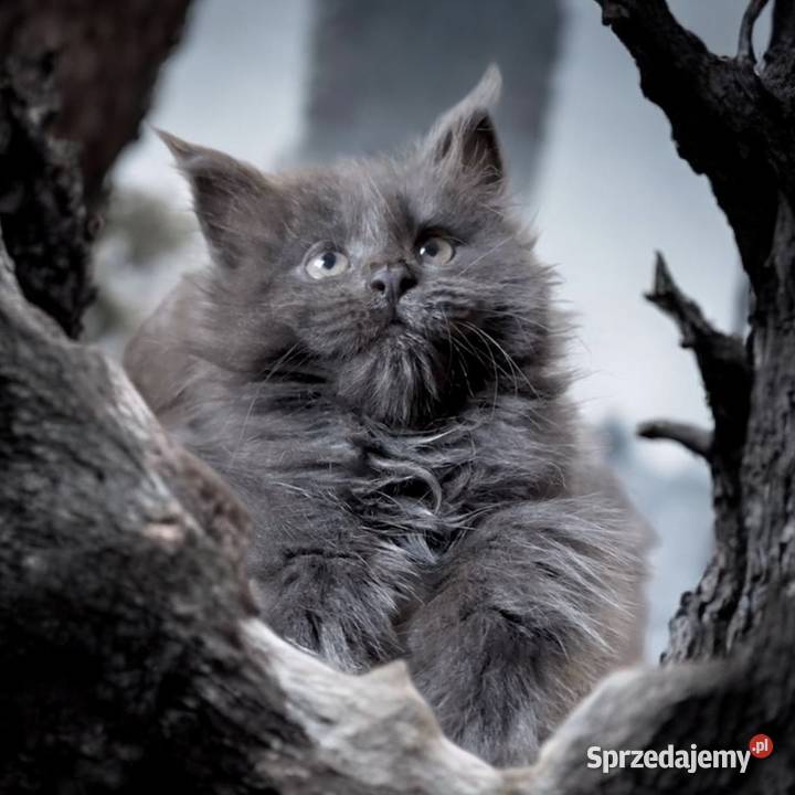 Maine Coon kotki dolnośląskie Wińsko