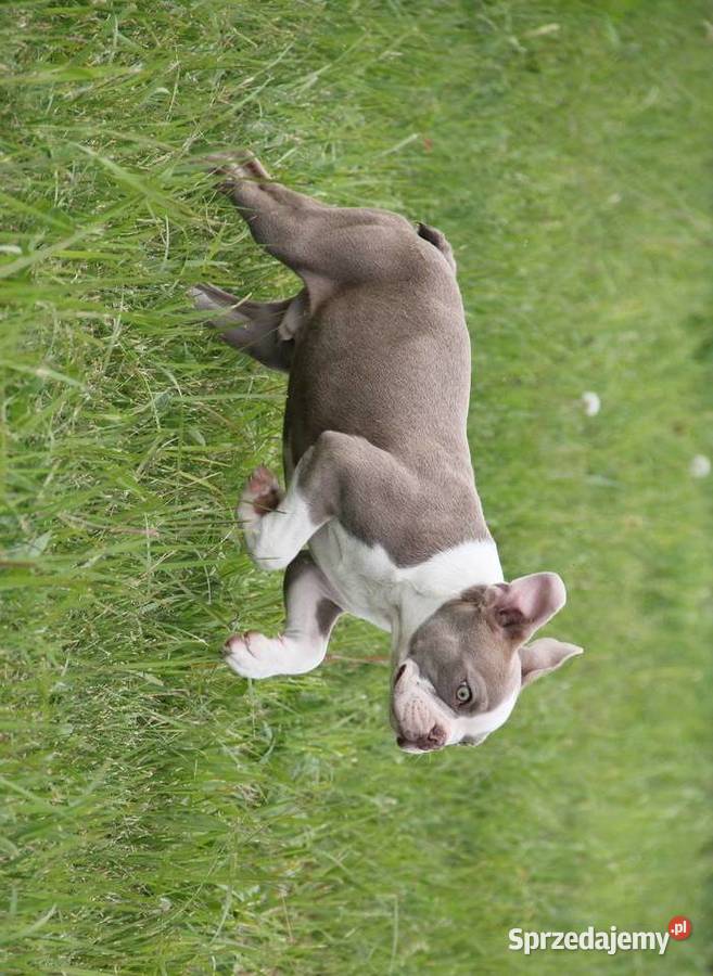 Boston Terrier color chłopaki Pozostałe Kędzierzyn-Koźle sprzedam