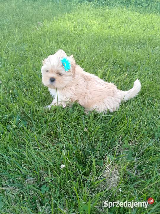 Do odbioru jasny piesek rasy ShihTzu Namysłów