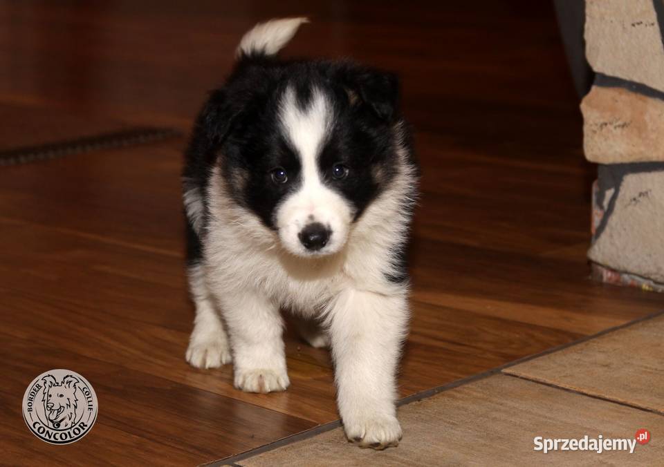 Border Collie szczeniak czarnobiały tricolor Jastrzębia