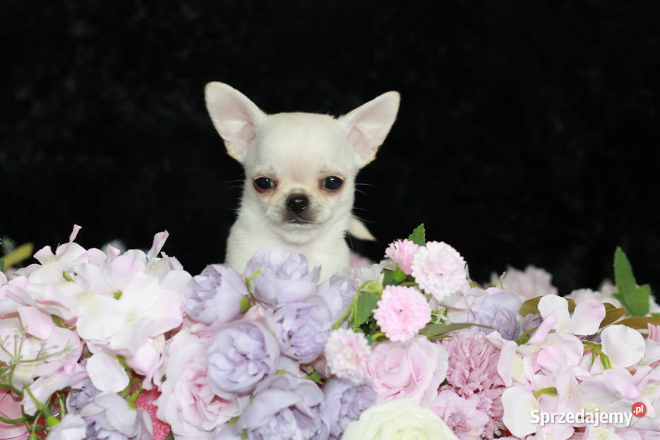 Chihuahua ZKwP FCI prawdziwy rodowód Chihuahua Świnoujście