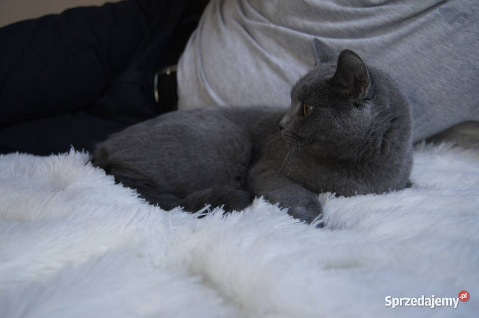 Kocurek Kartuski Chartreux Pozostałe Wrocław sprzedam