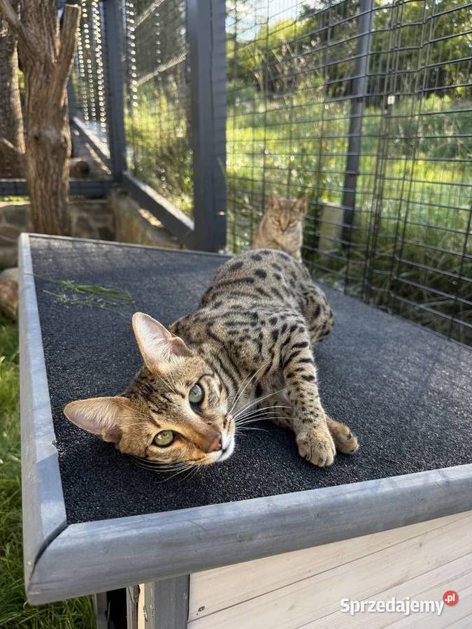 Uroczy samiec Savannah F6 małopolskie Kraków