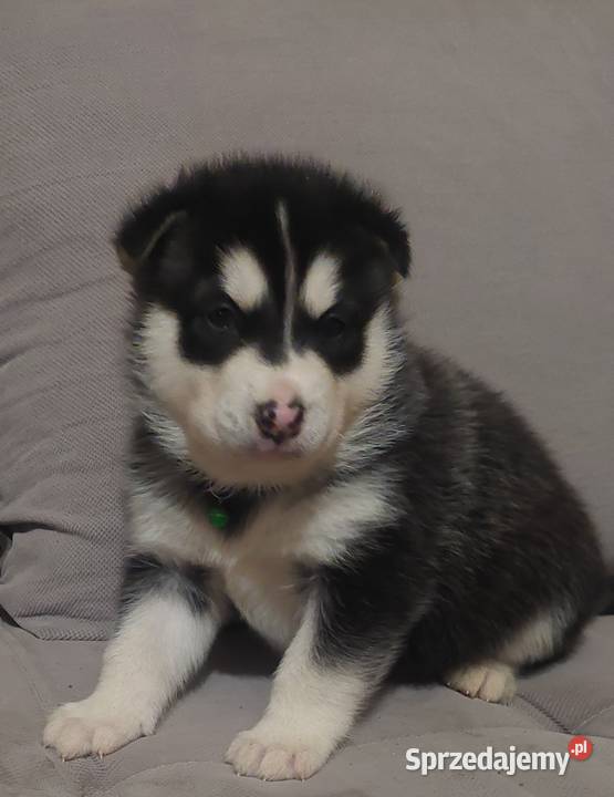 Alaskan Malamute piesszczeniak Przemyśl sprzedam