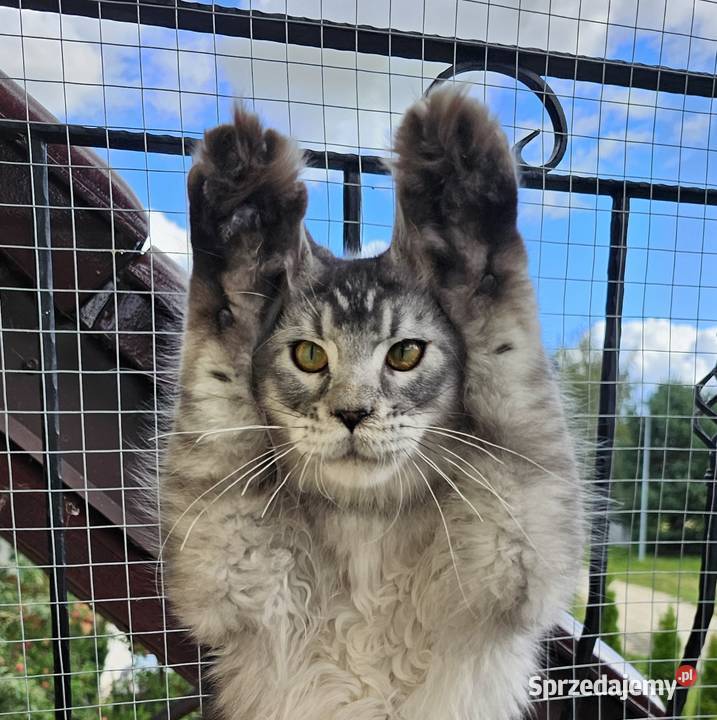 Srebrzysty tikowany Maine Coon Gdańsk sprzedam
